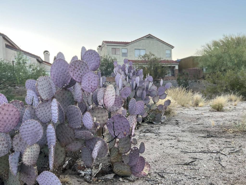 The Desert Oasis at #LambertPark Tucson - 4BD + Unobstructed Mountain Views